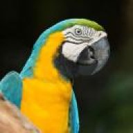 PAPUGA