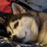 게이머_허스키 [gamer_husky]