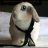 RabbitRause